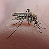 mosquito o.caspius