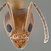 hormiga-argentina