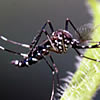 mosquitos-vigilancia