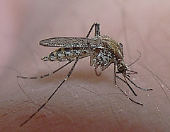 mosquito o.caspius