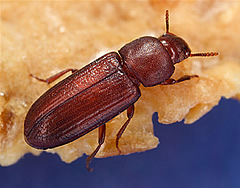 escarabajo rojo