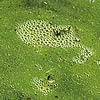 cyanobacterias