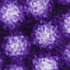 norovirus