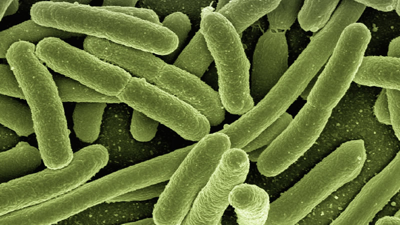 indicadores de contaminacion fecal