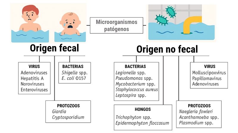 piscinas contaminacion microbiologica