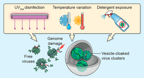 norovirus