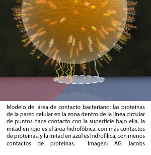 bacterias