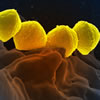 bacterias