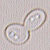 candida albicans