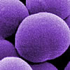 staphylococcus aureus