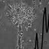 moho-microespectrometria