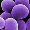 mrsa