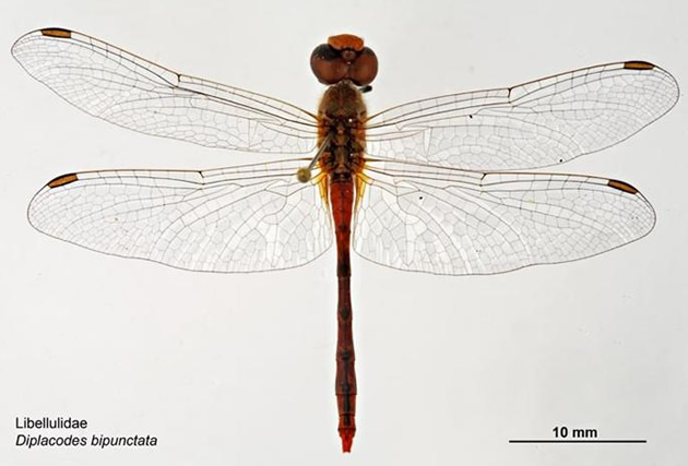 diplacodes bipunctata