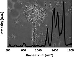 moho-microespectrometria