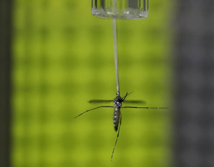 El cerebro del mosquito integra olfato y vista para picar