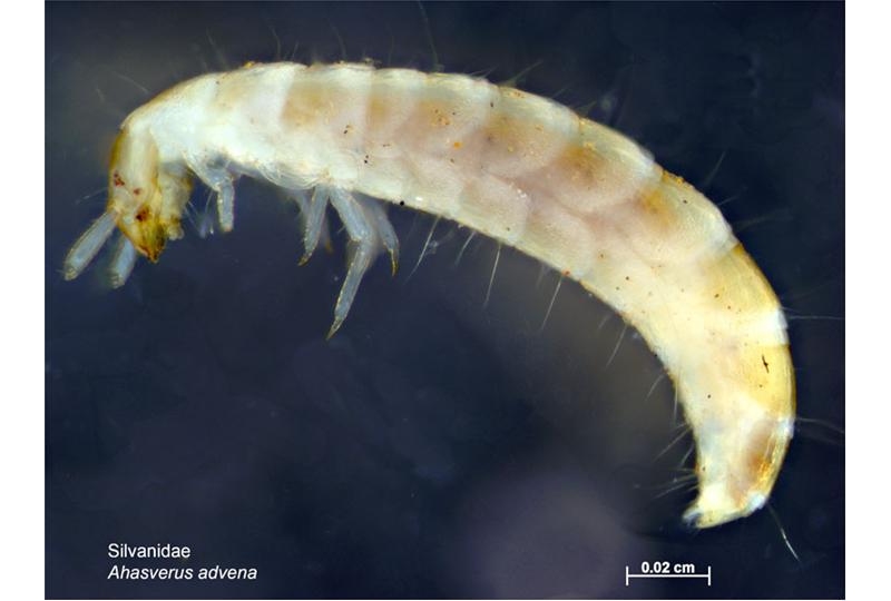 plagas en granos almacenados