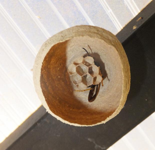 avispa asiatica