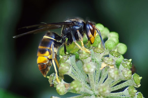 avispa asiática