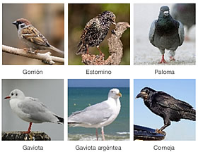 aves