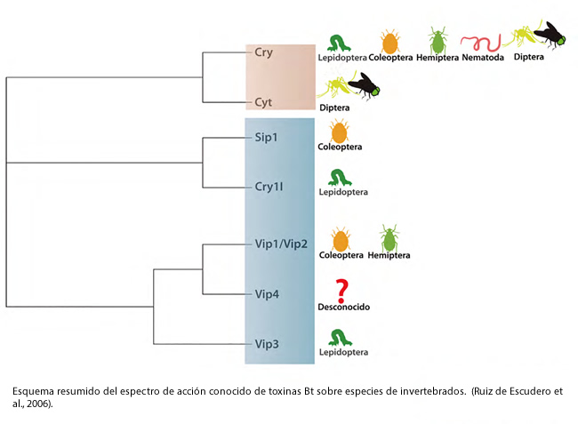 Modo de acción del insecticida biológico Bacillus thuringiensis