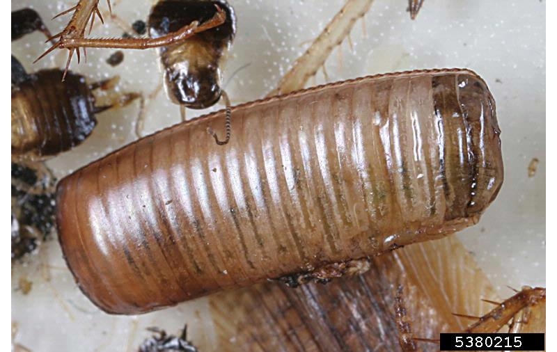 cucaracha alemana