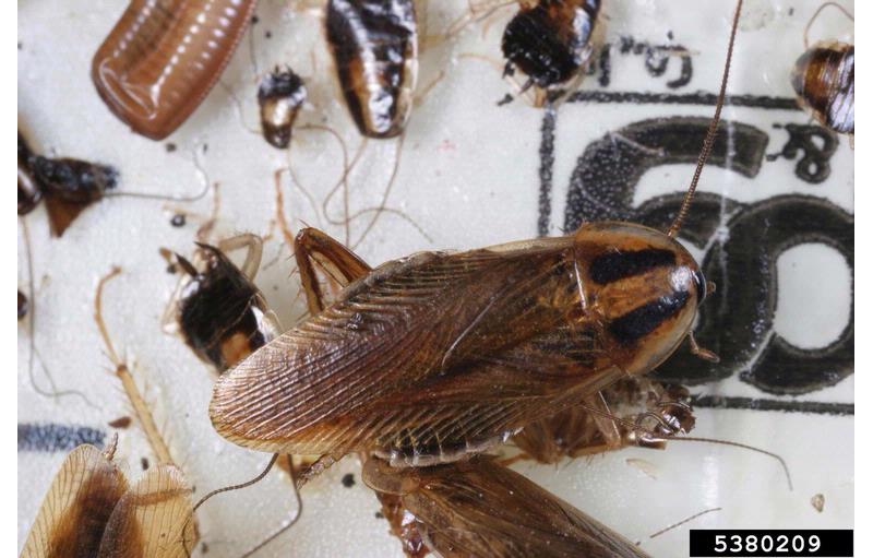cucarachas blattella germanica por gary alpert