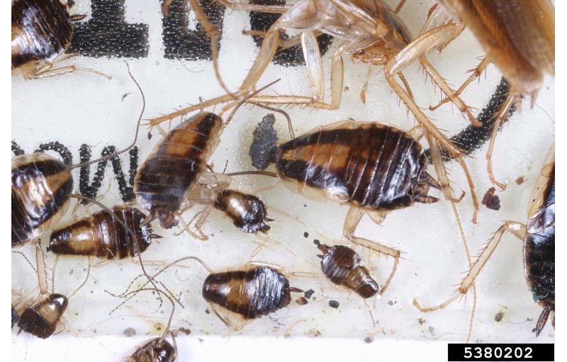 cucaracha alemana