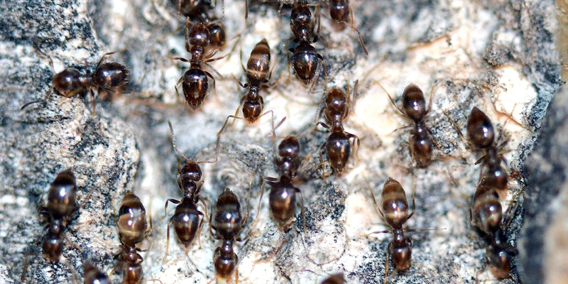 hormiga Brachymyrmex patagonicus