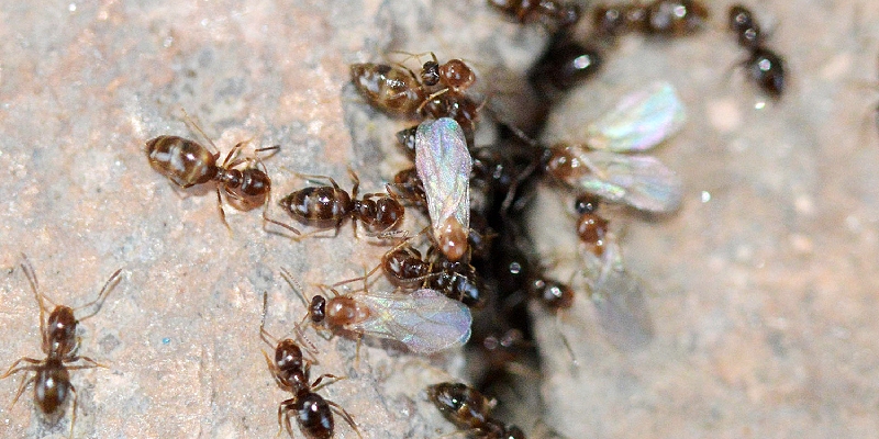 hormiga Brachymyrmex patagonicus