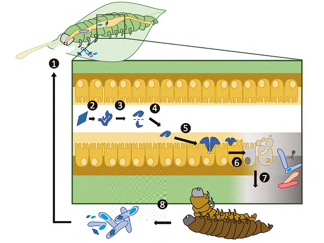 Modo de acción del insecticida biológico Bacillus thuringiensis