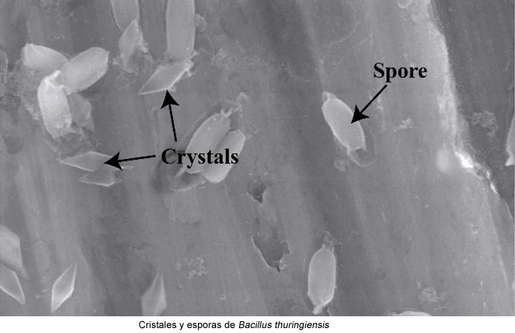 Control de la mosca negra con Bacillus thuringiensis