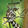 aedes albopictus