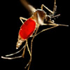 aedes aegypti