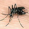 aedes albopictus