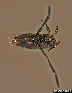 backswimmer