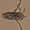 backswimmer