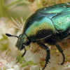coleopteros
