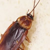 cucaracha