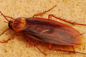 cucaracha