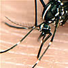 aedes albopictus