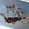 aedes albopictus
