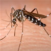 aedes albopictus