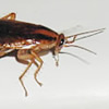 blatella germanica