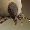 ixodes-ricinus