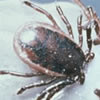 ixodes-ricinus