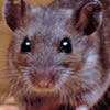 hantavirus