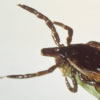 ixodes scapularis