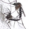 aedes albopictus