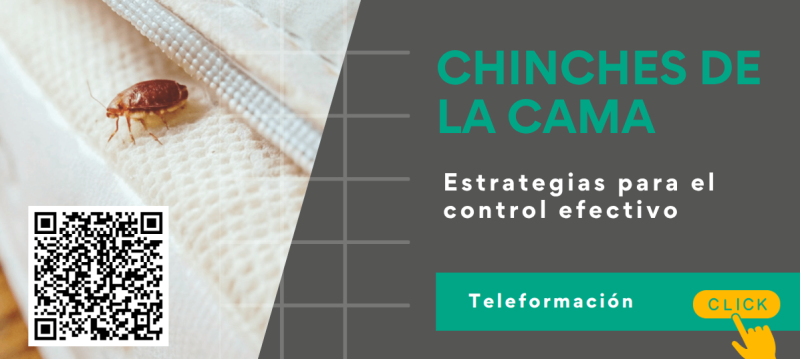 chinches de la cama