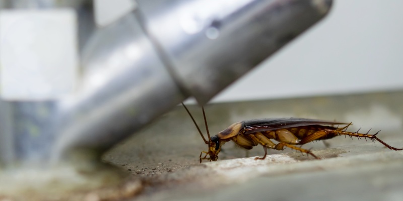 cucarachas, alergenos y endotoxinas